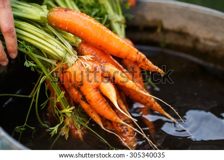 Woman washing a freshly dug carrots. Locavore movement, local farming, harvesting concept