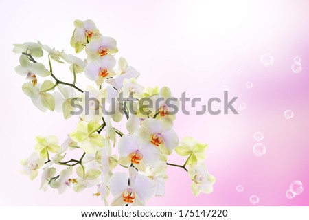 Bloom Flowers Exotic Orchid