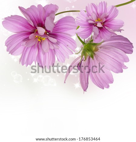 Pink Beautiful Flower Garden.Holiday Card