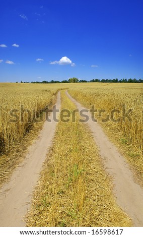 nice vertical panorama with road in the yellow wheat field
