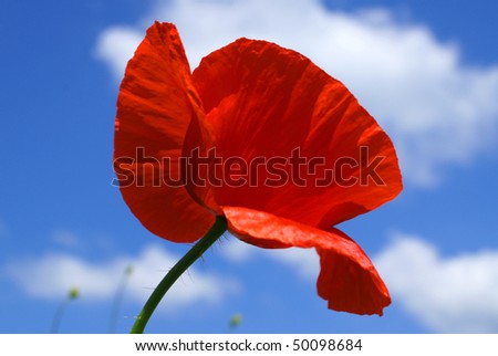 bright red poppy flower against blue sky with white cloud