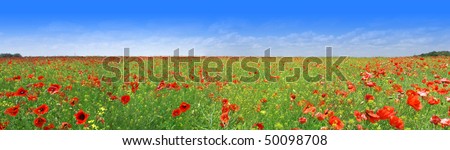 Nice panorama of green meadow with bright red poppy flowers