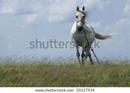 beautiful white horse against blue sky with white clouds stock photo