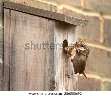 Wren nest building in a nest box, bring fresh material to build the nest