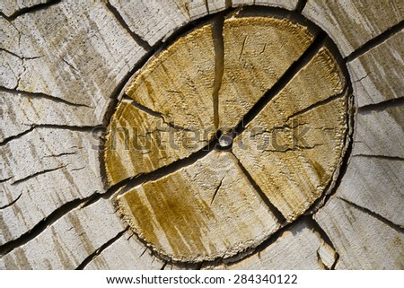 Macro Photo of a Cut Tree/Tree Rings