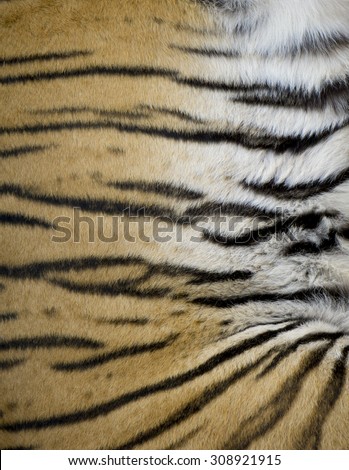 Striped Tiger Fur from a Live Tiger