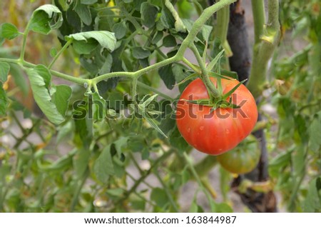 Ripe tomato in the tomato plant. Agriculture concept