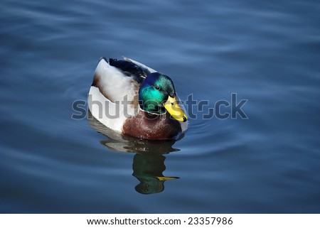 Mallard Duck. Anas platyrhynchos. Male animal swimming