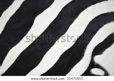 fur of a zebra with black and white lines