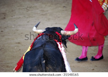 bull facing the bullfighter. Spanish culture and tradition