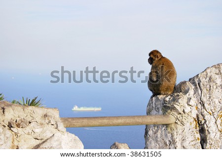 Lonely monkey looking at the sea in gibraltar