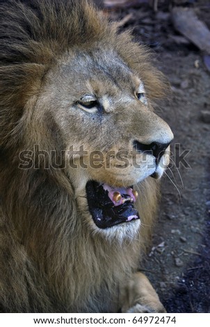 Portrait of a lion with his big mouth open