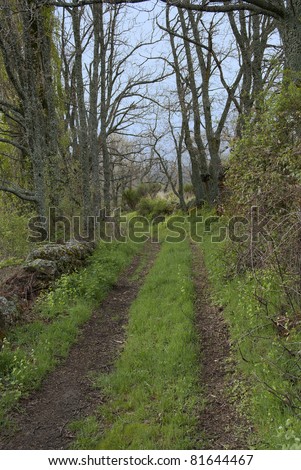 Rural path in the field. Nature, ecology and environment.