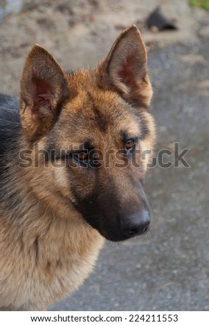 german shepherd portrait. obedient dog used in security and protection