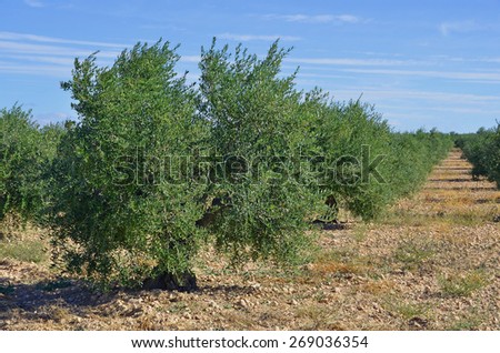 Olive trees plantation in Spain. Olive oil is a important mediterranean diet ingredient