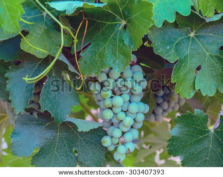 Green grapes in the vineyard. Winery and agriculture concept