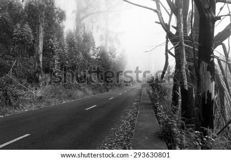 Road disappearing in fog (black and white)