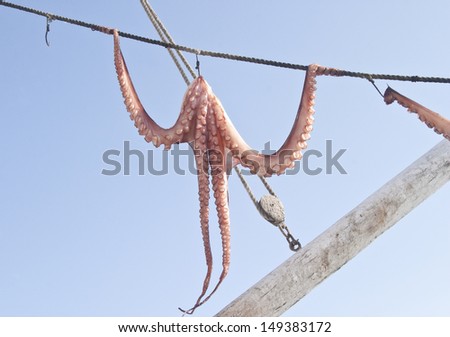 Octopus Hanging out to Dry