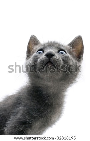 grey kitten