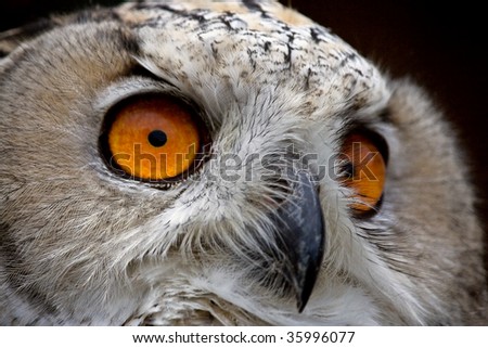 Portrait of an owl with large orange eyes
