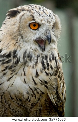 Portrait of an owl with large orange eyes