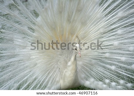 White albino peacock with an open