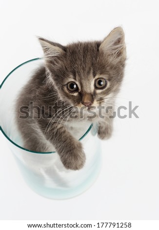 Cute gray kitten Thai cat in a glass jar isolated