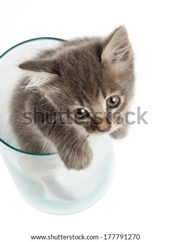 Cute gray kitten Thai cat  in a glass jar isolated