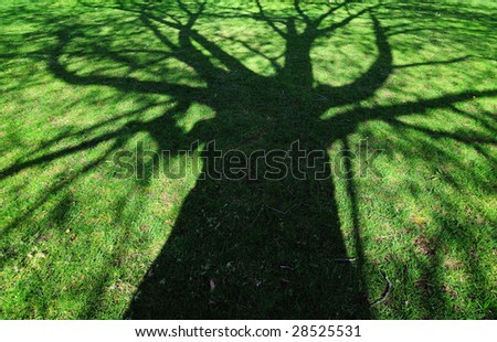 Shadow of a Big Cherry Tree in Queen Elizabeth Park