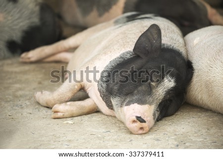 Group of farm pigs sleeping on the ground.