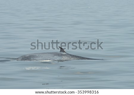 Bryde whale swimming in gulf of Thailand with visible scar on its\' back