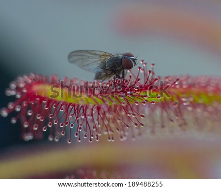 tentacles of sundew fix the fly and start to move toward it to drain their pray