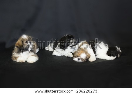 Four shih tzu puppies isolated on black background