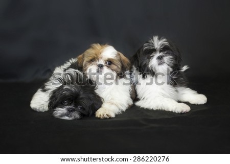 Three shih tzu puppies isolated on black background