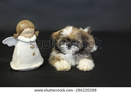 Colored shih tzu puppy with doll isolated on black background