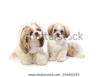 Two shih-tzu, mom and her puppy, posing before camera- isolated on white
