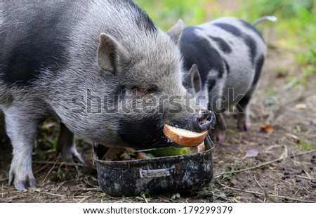 Vietnamese pig on an organic farm in Czech republic eating bread