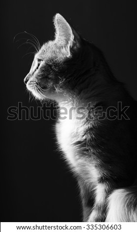 black and white head profile of the cat