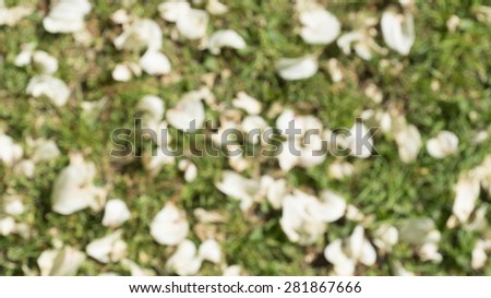 Blurred fallen flower petals background texture