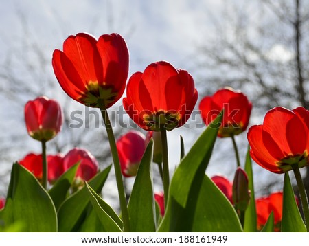 Red tulips under the sunshine