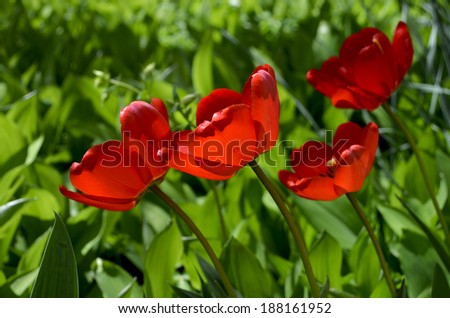 Red tulips under the sunshine