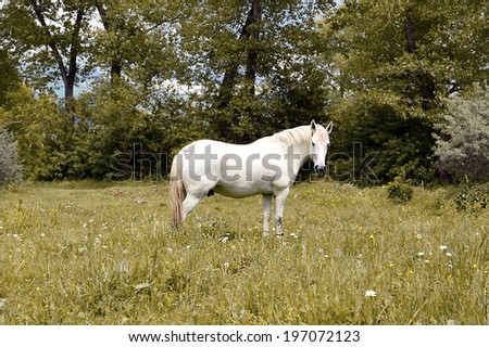 White horse portrait at the pasture in summer