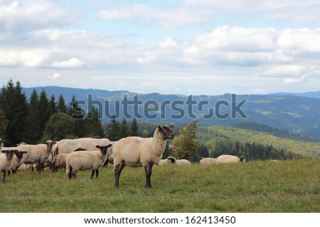 herd of sheep on pasture, Velke Karlovice, national protected area Beskydy, Czech republic