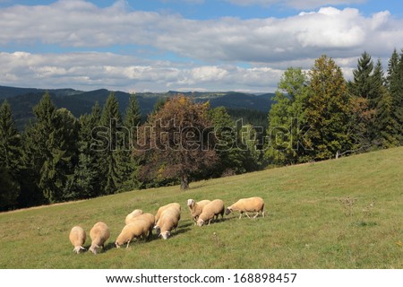 herd of sheep on pasture, Velke Karlovice, national protected area Beskydy, Czech republic