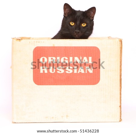 stock photo : cat in cartoon box