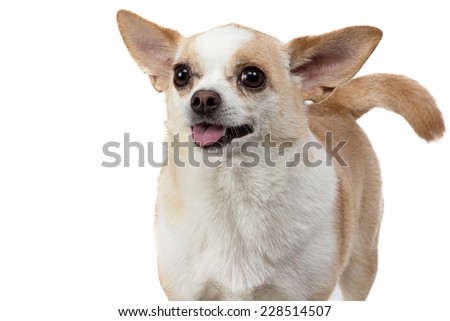 Isolated image of missing dog on white background