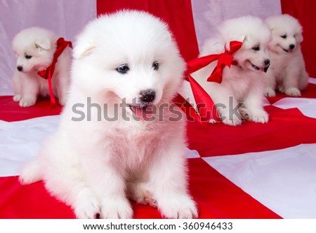 Fluffy puppies with red ribbons on plaid background