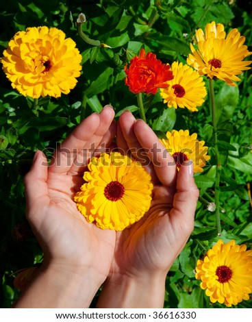 Image of beautiful flowers in hands. Meadow of flowers