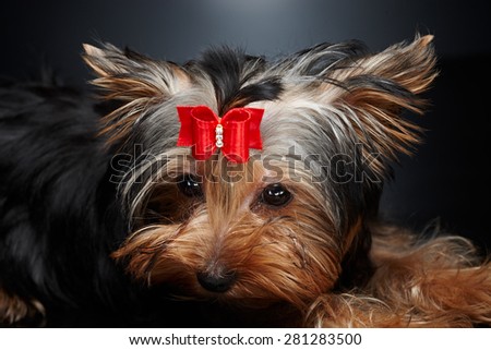 Portrait of york small fashion dog on dark background.