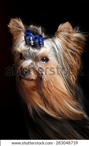 Portrait of small york dog puppy